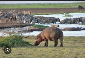 hippos,zebras at lake manyara
